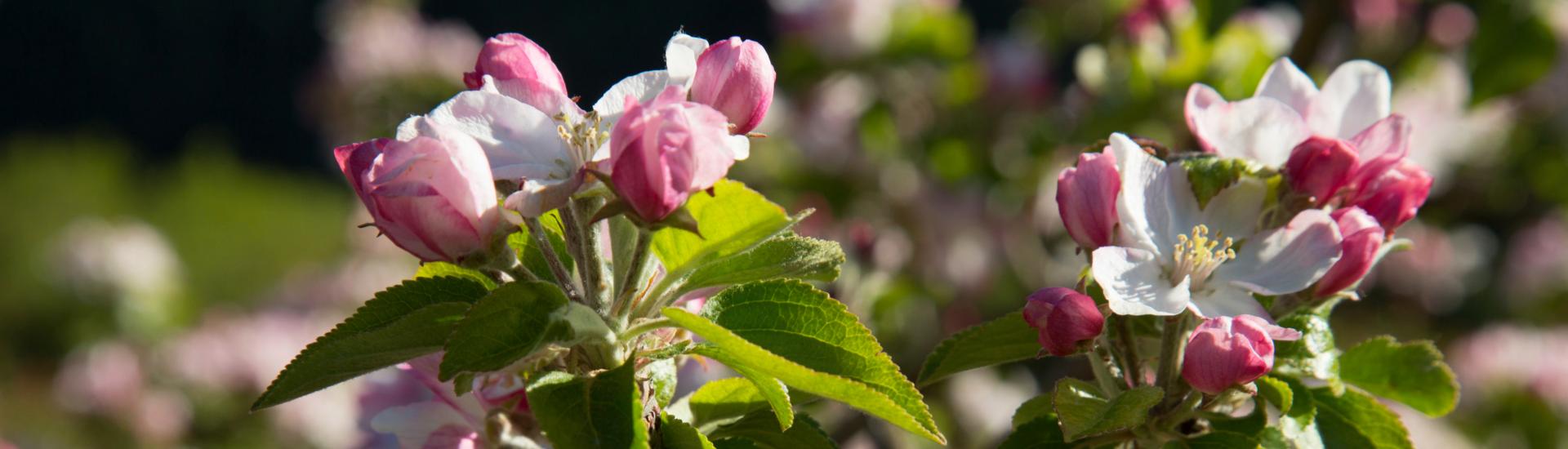 Verger en fleurs à Miolles